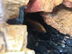 -泰谷酒店·太古码头闽菜自助餐厅