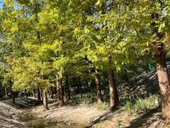 -白水寺森林公园