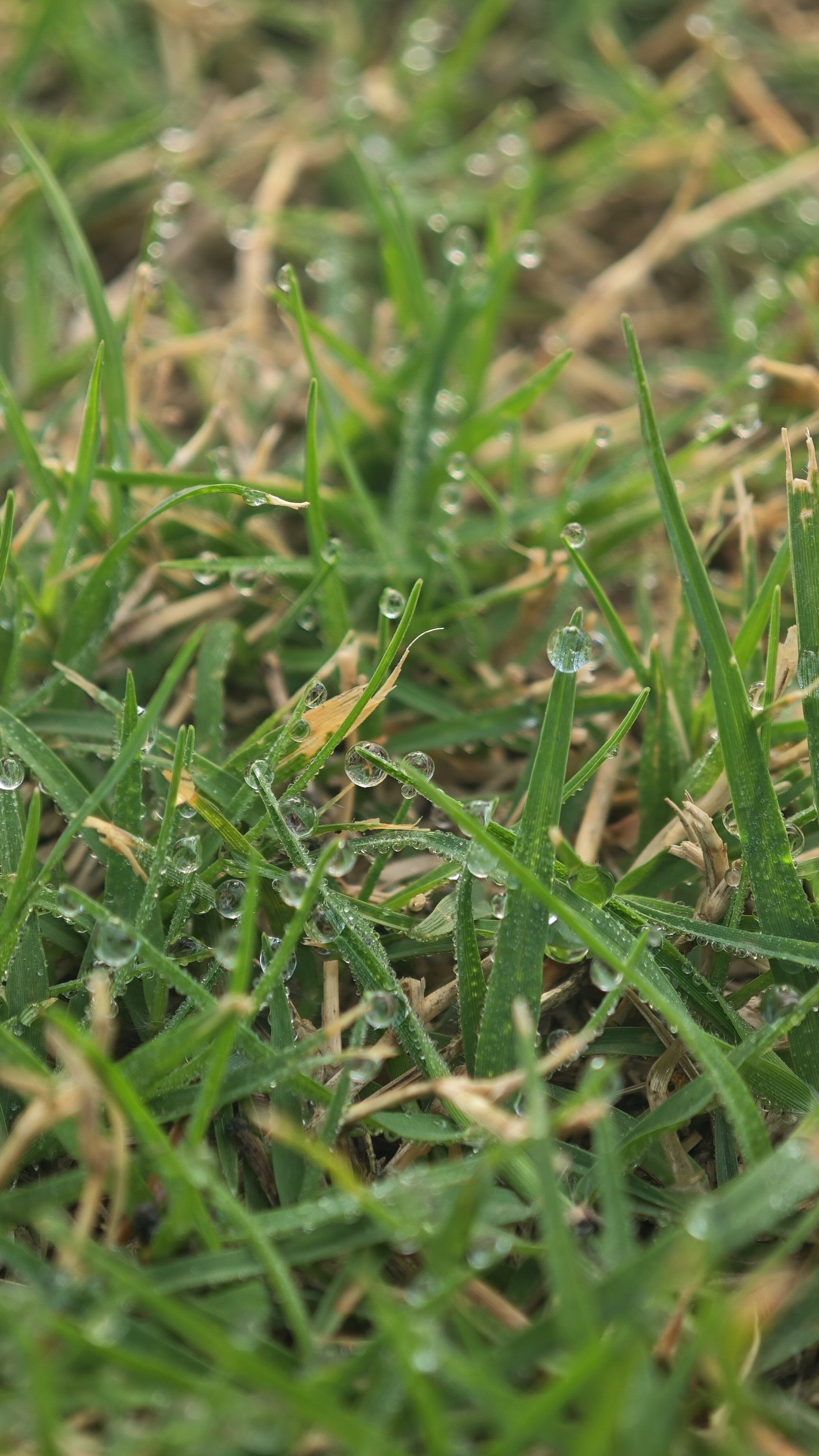 清晨的草坪,晶莹剔透的露珠