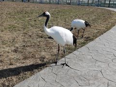 -盐城丹顶鹤湿地生态旅游区