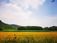 -八卦田遗址公园