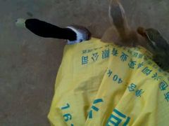 -东寨港红树林旅游区