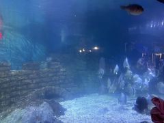 -烟台海昌鲸鲨海洋公园