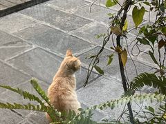 -知亘茶食