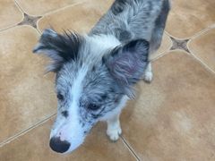 -Let's go狗咖·猫咖·奶狗·桌游(春熙路IFS店)
