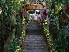 -西双版纳原始森林公园