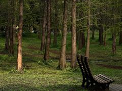 -上海共青森林公园