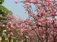 -天适樱花悠乐园