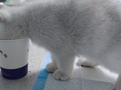 -宠瑞康动物医院