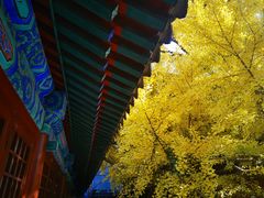 -北京西山国家森林公园