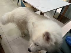 -安格丽娜·狗咖·猫咖羊驼咖(春熙路百盛商场店)