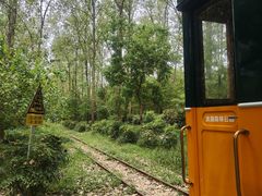 -合肥滨湖国家森林公园