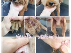 -宠小格时尚宠物生活馆(唐镇店)
