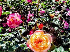 -人民公园(罗湖区)