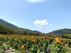 -亚龙湾国际玫瑰谷