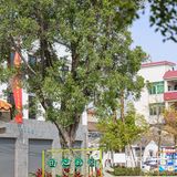 这家顺德早茶，已经连吃三天了😋