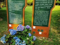 -上海滨江森林公园