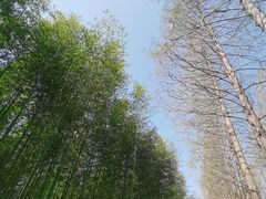 -黄海国家森林公园