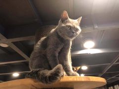 -more than meow吴止猫主题餐厅(承德 中船汇店)