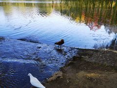 -银树楼(紫玉山庄东区店)