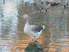 -北京市海淀外国语实验学校