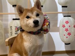 -柴迷FANS CLUB·柴犬狗咖·猫咖