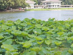-荔湾湖公园