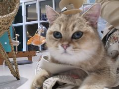 -飞行喵MR PILOT|猫舍·猫咖(静安大融城店)