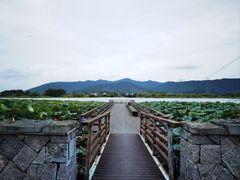 -长田漾湿地公园