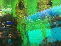 -瑞德姆美人鱼海底演艺主题餐厅(亚龙湾店)