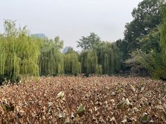 -桂湖森林公园