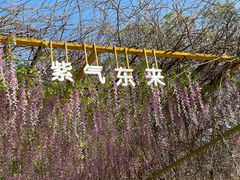 -天适樱花悠乐园