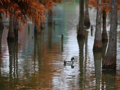 -白鹭湾湿地公园