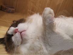 -屋虎猫馆(宝安大仟里店)
