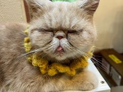 -猫小院猫主题餐厅(南锣旗舰店)