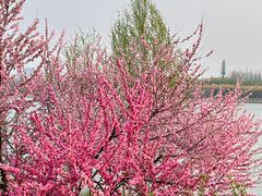 -大兴滨河森林公园