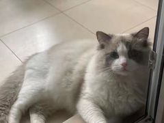 -喵zoo家庭繁育猫舍(尖东智能花园店)