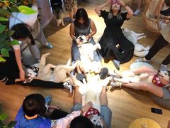 -Husky Go! 哈士奇体验馆·宠物咖啡厅狗咖