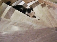 -Catmate·猫肥家润(金润铂宫店)