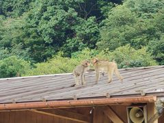 -岚山猴子公园