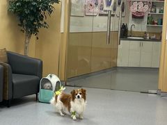 -康成宠物医院24H·CT·核磁共振