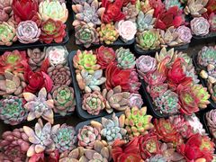 -龙大花卉苗木市场