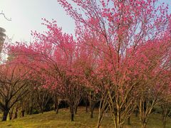 -贵阳市花溪国家城市湿地公园