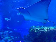-海合安成都极地海洋公园