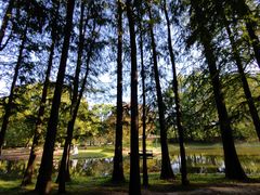 -上海共青森林公园