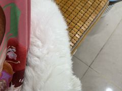 -佳雯宠物医院·皮肤科·内外科(春晓路分院)