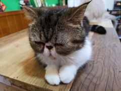 -李小姐の猫咖啡馆(五角场店)