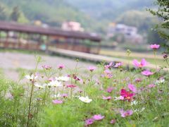 -红山村