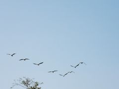-大湾区中央湿地公园