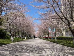 -高东镇樱花园